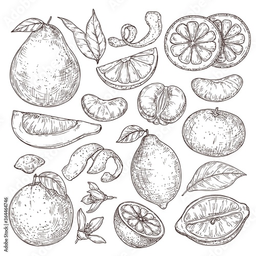 Citrus fruits sketch. Hand drawn orange mandarin pomelo, isolated tropical juicy plants. Vintage lemon blossom flower vector illustration. Lemon healthy drawn sketch and sour fruits