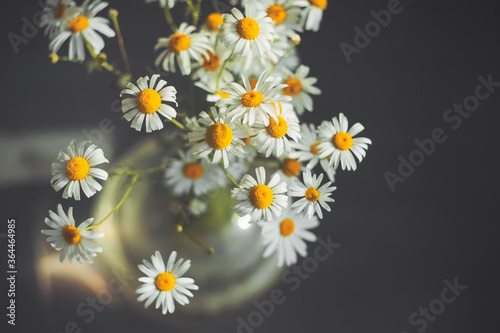 Top view of delicate white beautiful chamomiles standing in a glass vase in the dark and illuminated by rays of sunlight.