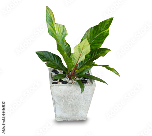 Ornamental plants, in the house with large and beautiful green leaves, in cement pots, sacred plants popular in the home.on white background wich clipping part