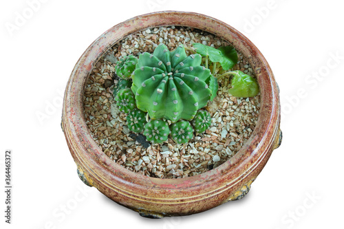 Cactus  with long needle,in beautiful cement pot, isolated on white background, clipping path