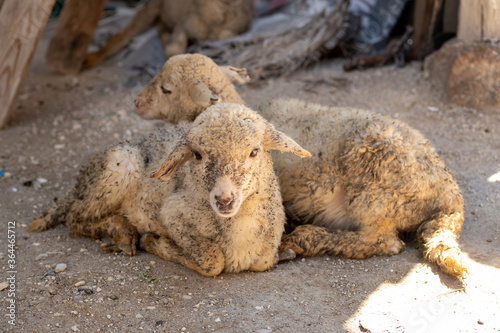 Dirty Little Cute Lambs Laying in the Shadow