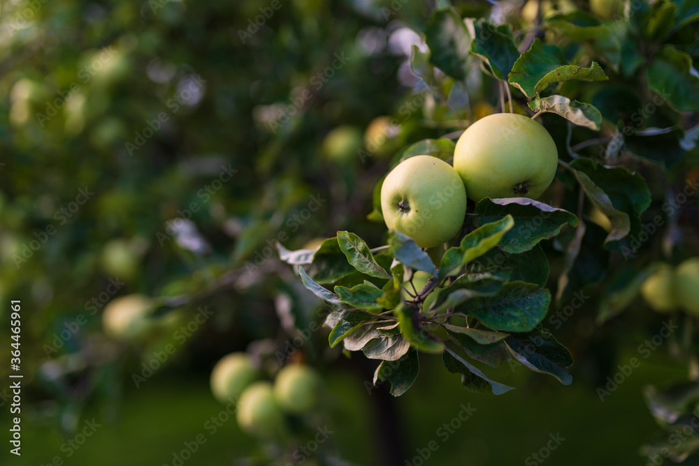 Young green apples growing on a tree