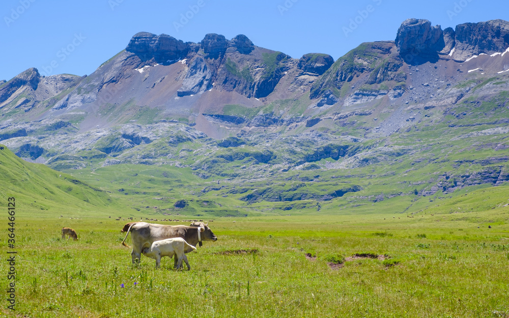 Cows in the meadows of Aguastuertas, Oza jungle, Huesca Pyrenees Cows in the meadows of Aguastuertas, Oza jungle, Huesca Pyrenees