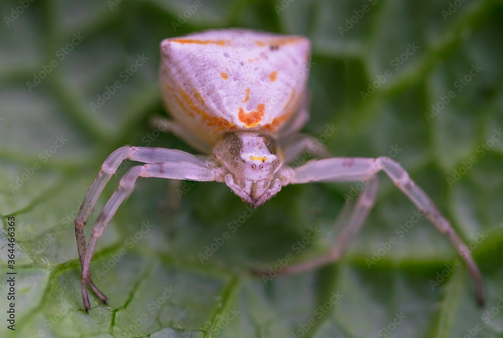 Poisonous spider on a green leaf. Macro photo. White karakurt (lat
