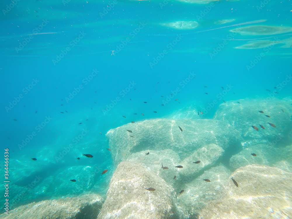 Obraz premium Black fish and turquoise water in Alghero shore