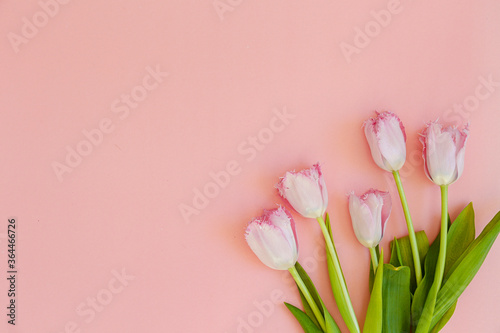 Fresh flower composition, arrangement of bi color tulips on pink paper textured background. International Women's day, mother's day greeting concept. Copy space, close up, top view, flat lay. © Evrymmnt