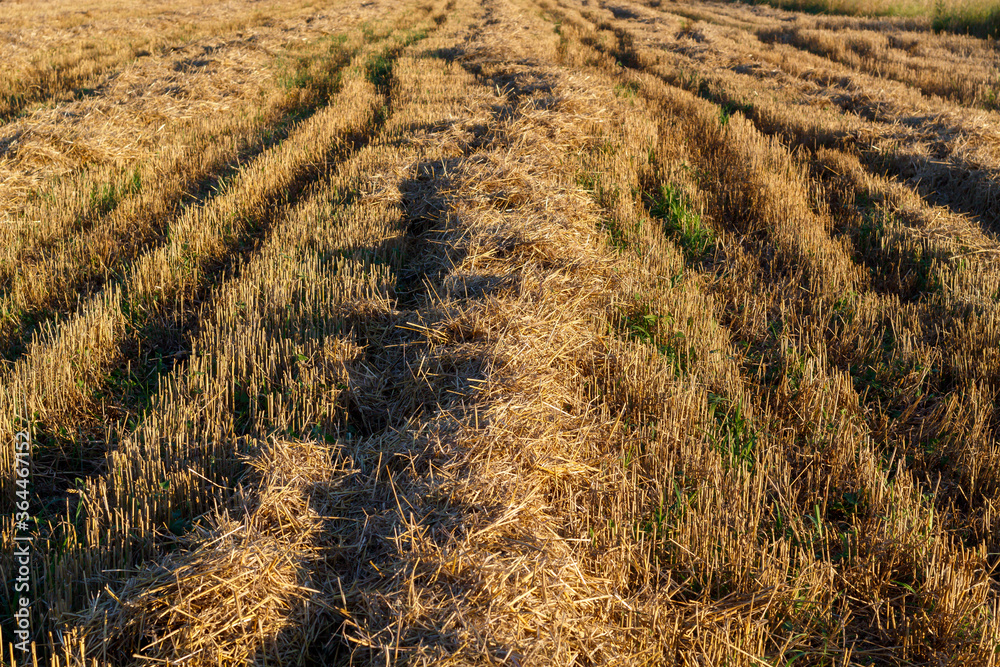 Field With Straw in The Sunset Field With Straw in The Sunset