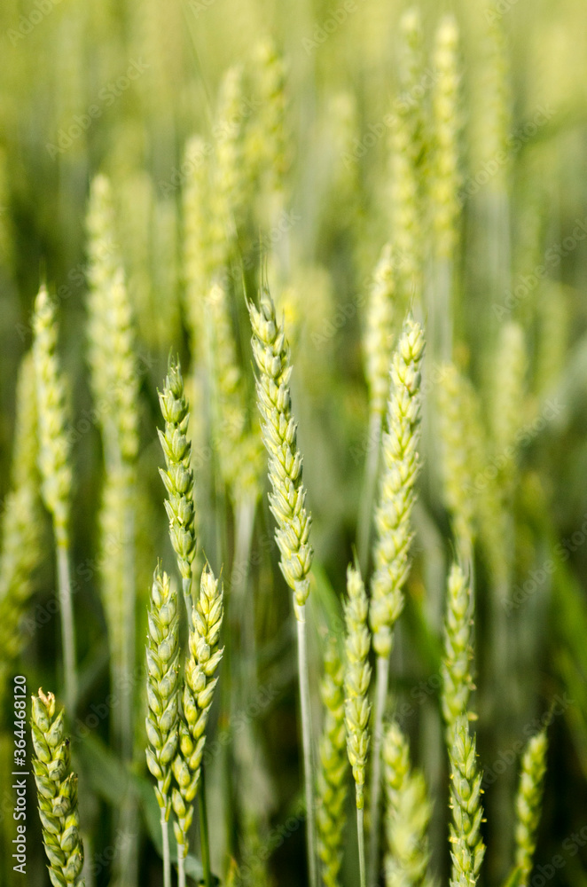 green field green field