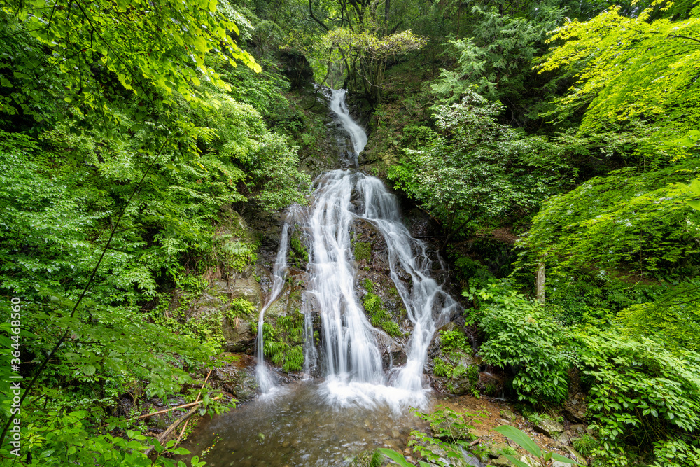日の出町初夏の白岩の滝 日の出町初夏の白岩の滝