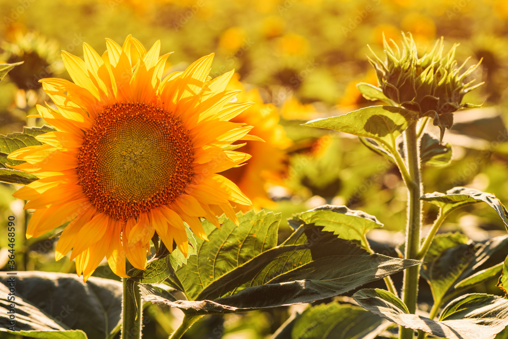 Fototapeta premium Blooming sunflower heads in cultivated field