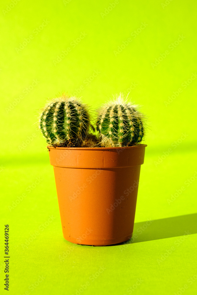 Cactus with sharp long spikes and thorns in a terracotta pot on a bright green background. The concept of minimalism and plant care. Home garden, home plants. Cactus with sharp long spikes and thorns in a terracotta pot on a bright green background. The concept of minimalism and plant care. Home garden, home plants.