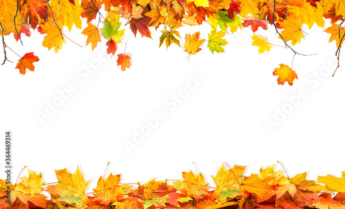 autumn maple tree branches and fallen leaves on white background