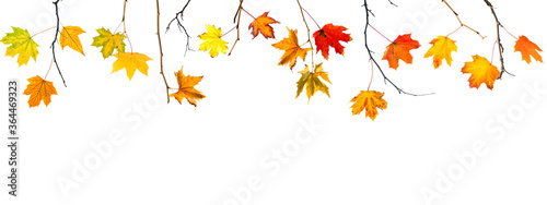 Wallpaper Mural autumn leaves and branches isolated on white background Torontodigital.ca