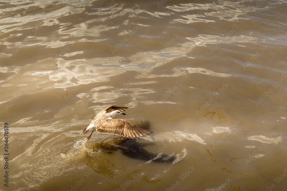 Obraz premium Lisboa Lisbon city, capital of Portugal