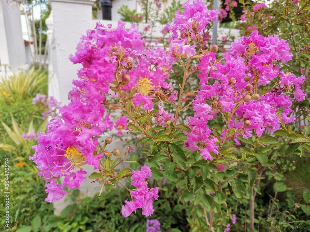 pink flowers in the garden