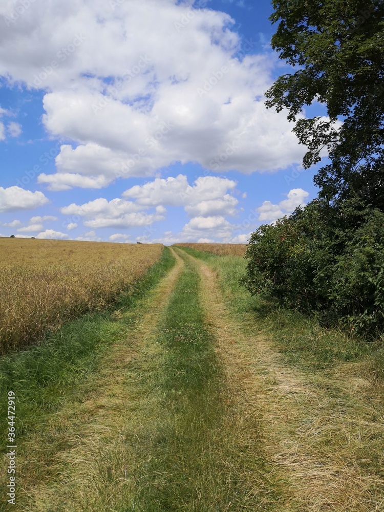 Weg durch ein Feld Weg durch ein Feld