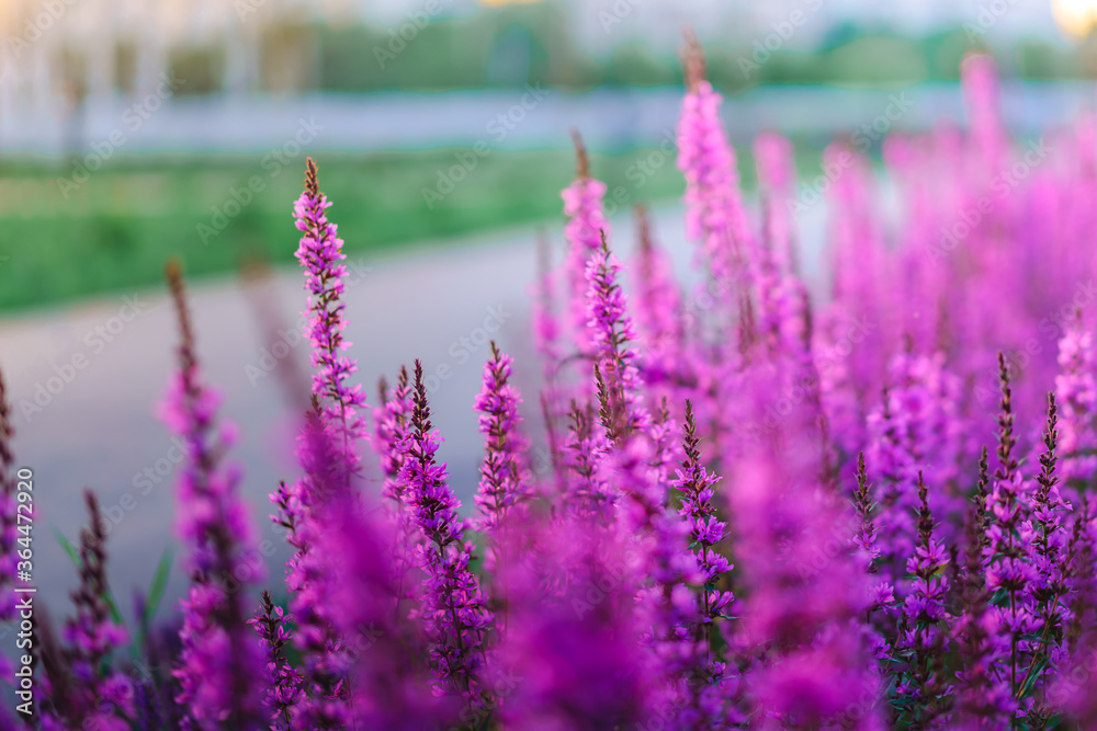 Fototapeta premium Obraz w tle purpurowe kwiaty szkarłatne, pole kwiatów łubinu z pięknym bokeh