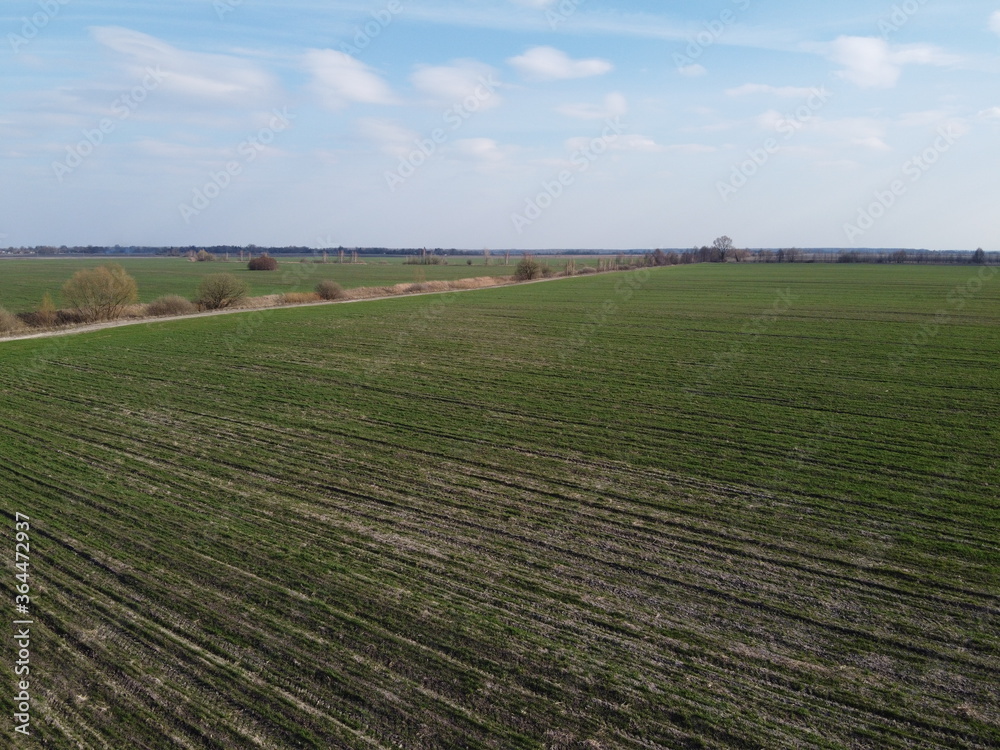 Wheat shoots in a field in spring, aerial view. Agricultural landscape.