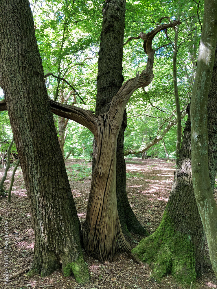 Fototapeta premium Forest Tree with Exposed Tangled Roots - Epping Forest Background, London