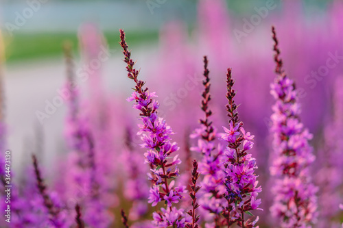 Background image of purple crimson flowers  lupine flower field with beautiful bokeh