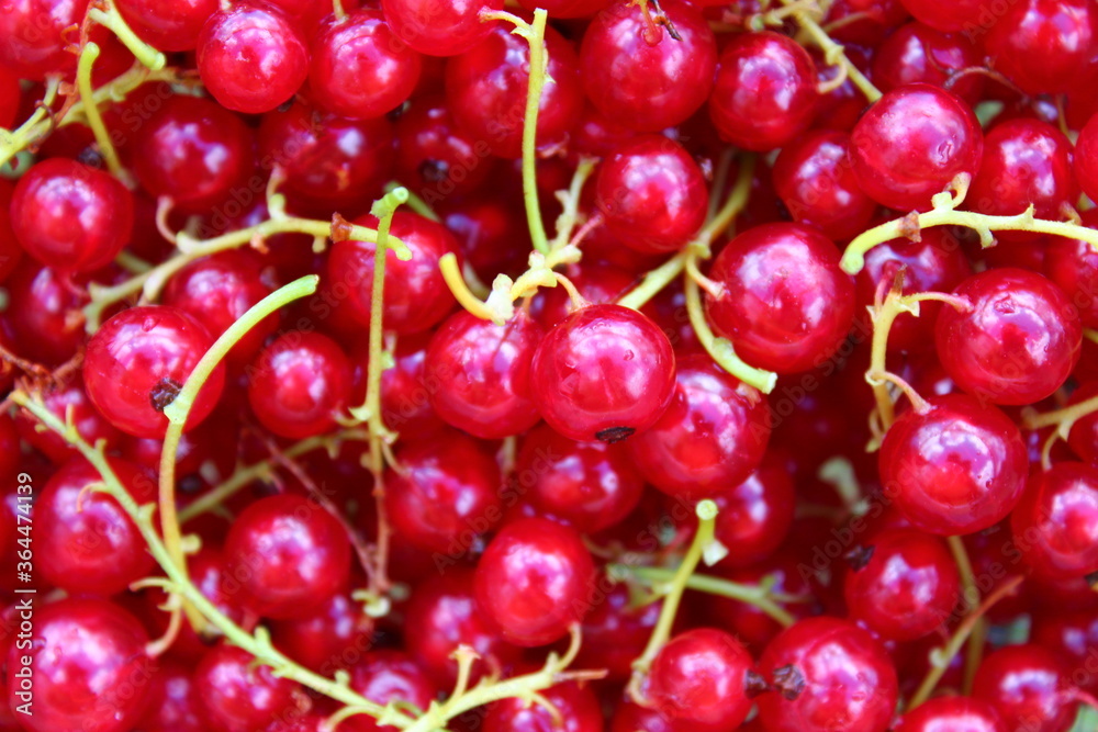 Rote Johannisbeeren