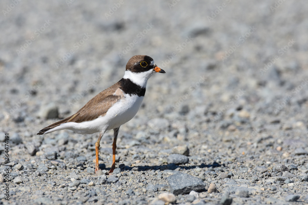 A Semipalmated Plover walks in the open along the Alaskan coastline. A Semipalmated Plover walks in the open along the Alaskan coastline.