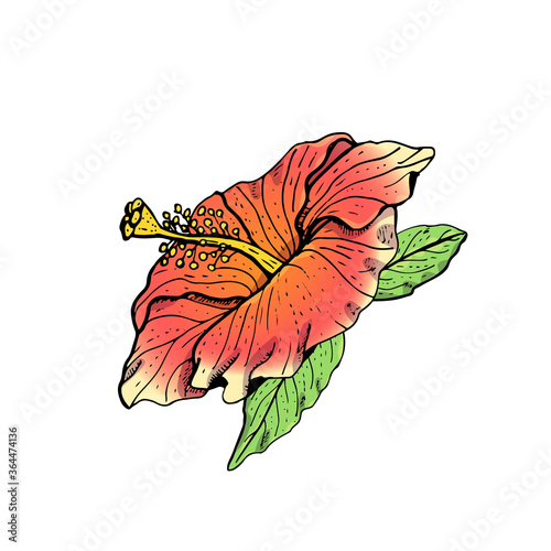 Hand drawn red hibiscus flower clipart. Floral design element. Isolated on white background. Vector