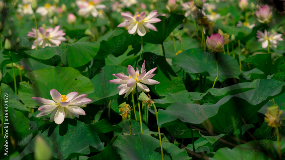 Lotus flowers in the pond with the green leaves around Lotus flowers in the pond with the green leaves around