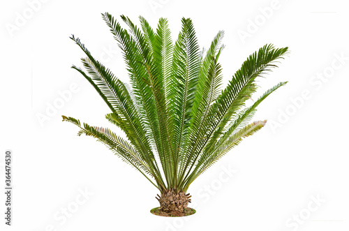 Beautiful fresh green branches and leaves of cycad tree photo