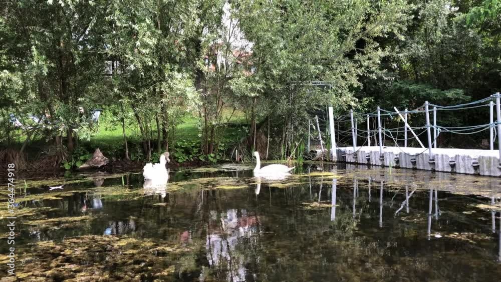 Ein Schwan in einem Teich