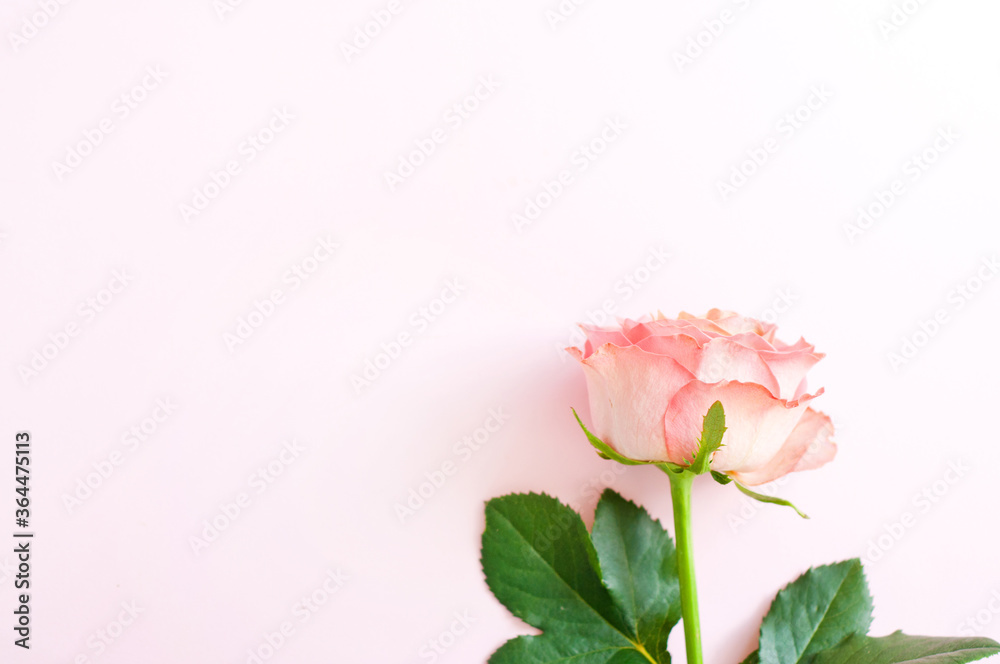 One pink rose on a pink background. Copy space. Concept Mother's Day, Family Day, Valentine's Day One pink rose on a pink background. Copy space. Concept Mother's Day, Family Day, Valentine's Day