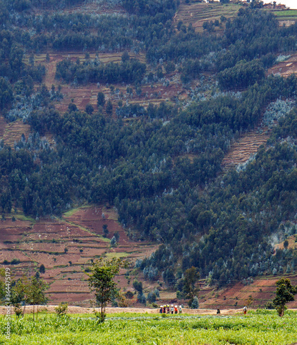 MUSANZE, RWANDA: People are working their fertile volcanic fields. In the background a steep hillside with agricultural plots, Eucalyptus forest, and villages.  photo