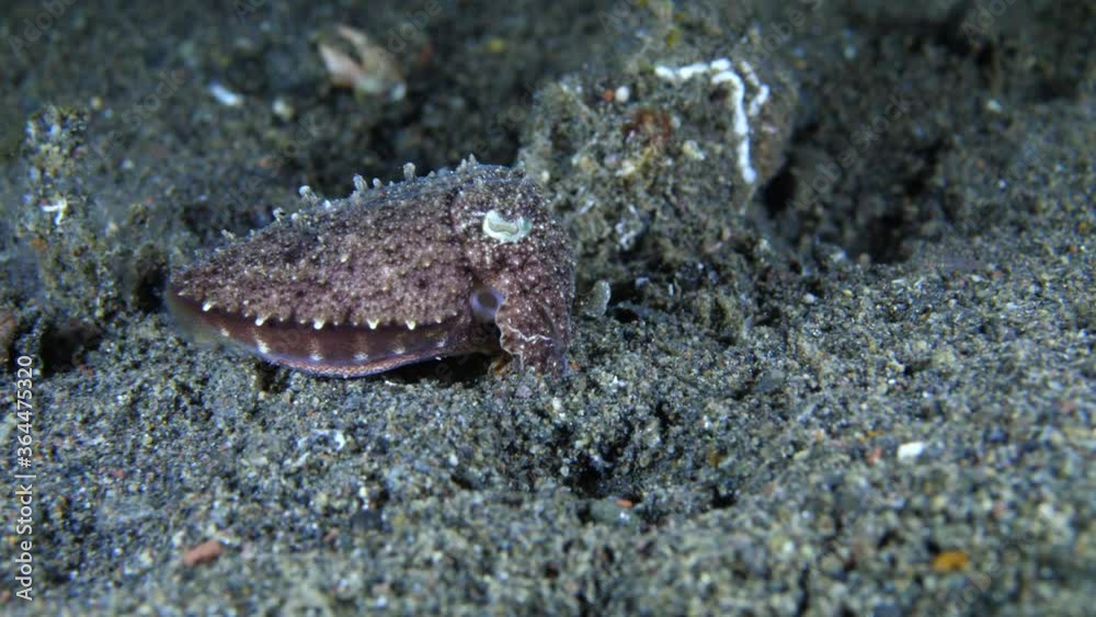 Cuttlefish is hunting in the night. 4k underwater video. Night dive in Tulamben, Bali, Indonesia.