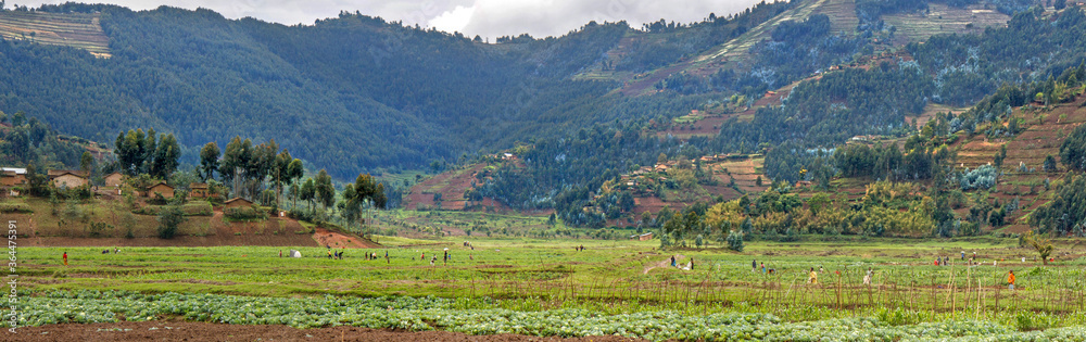 MUSANZE, RWANDA: People are working their fertile volcanic fields. In the background a steep hillside with agricultural plots, Eucalyptus forest, and villages. 