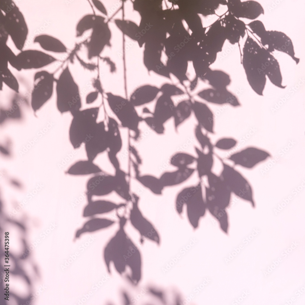 Abstract leaves shadow on pink background. Abstract leaves shadow on pink background.
