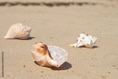 Seashells on the sand, on the beach. Sea summer vacation. Background with copy space