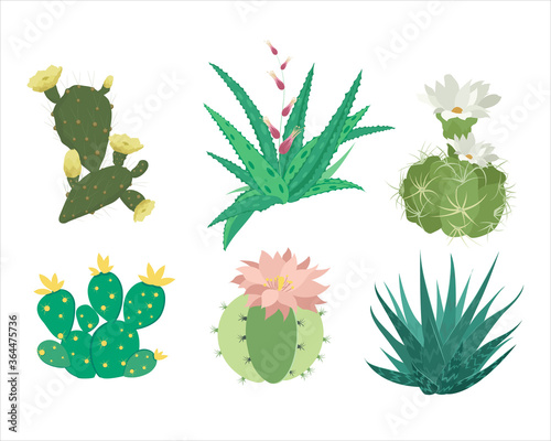 Set of mexican cactus and aloe