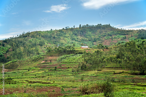 MUSANZE, RWANDA: People are working their fertile volcanic fields. In the background a steep hillside with agricultural plots, Eucalyptus forest, and villages.  photo