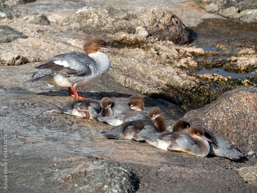 Obraz premium Female goosander (Mergus merganser) with chicks on a rocky background