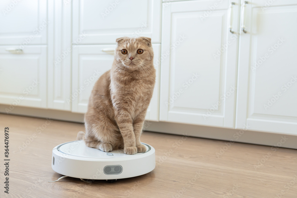 Stockfoto Funny cat sitting on a robot vacuum cleaner. Pet friendly smart vacuum  cleaner. Housekeeping help, new technology, smart home, daily vacuuming |  Adobe Stock