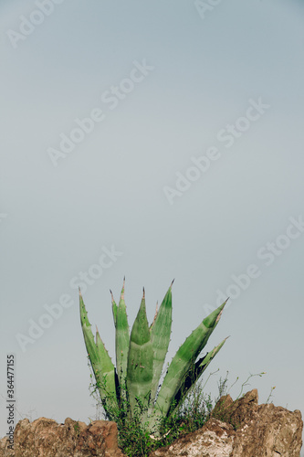 Snake Plant and Sky | Sansavieria or Cactus in Barcelona, Spain