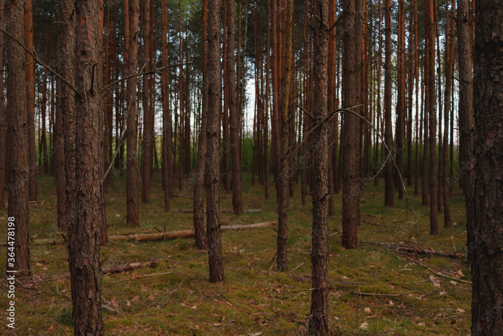 Naklejka premium dark forest in the morning