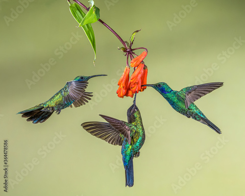 Three Green Violetear (Colibri thalassinus) Hummingbirds feeding on flower
 photo