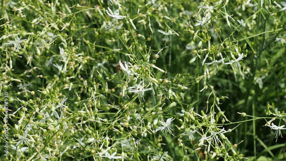 (Anthericum ramosum) Phalangères rameuses aux tiges souples et légères, feuillage linéaire en rosette vert grisâtre et panicules de fleurs étoilées blanches se balançant dans le vent 