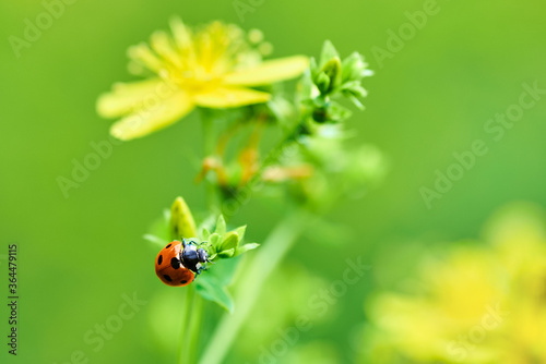 Macro photo of a ladybug on a plant with yellow flowers on a beautiful summer day. Blurred green background.