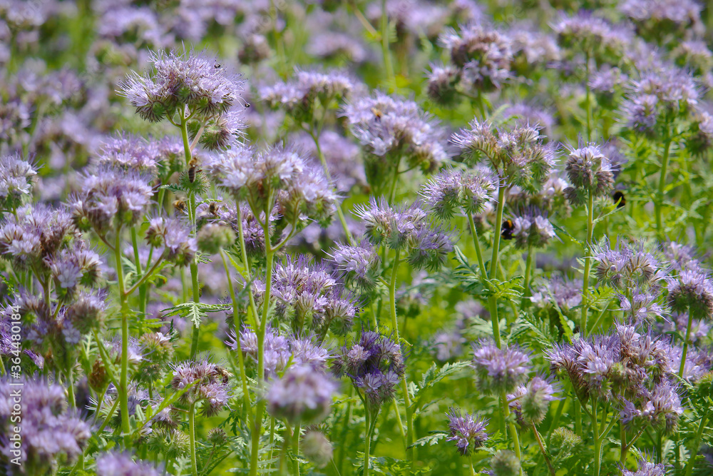 Obraz premium Honey plant phacelia or scorpionweed - violet and green natural texture background