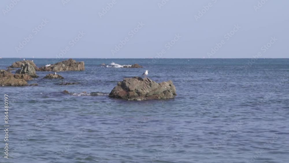 a seagull sitting on a rock exposed out of a sea (shoot info: Cin2, 1080p, 59.94fps) a seagull sitting on a rock exposed out of a sea (shoot info: Cin2, 1080p, 59.94fps)