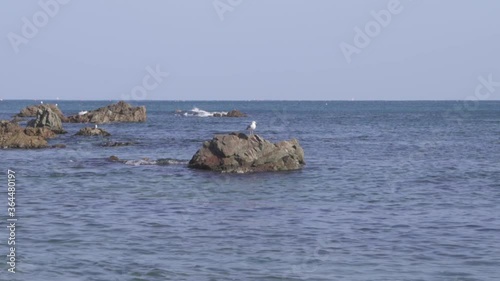 a seagull sitting on a rock exposed out of a sea (shoot info: Cin2, 1080p, 59.94fps) photo