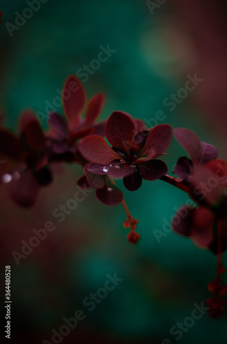 Barberry, branch of barberry with bright purple leaves closeup on a colored background (Berberys Thunberga, Berberis Thunbergii) - soft focus