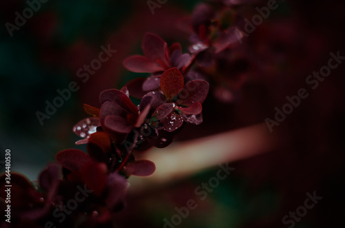 Barberry, branch of barberry with bright purple leaves closeup on a colored background (Berberys Thunberga, Berberis Thunbergii) - soft focus